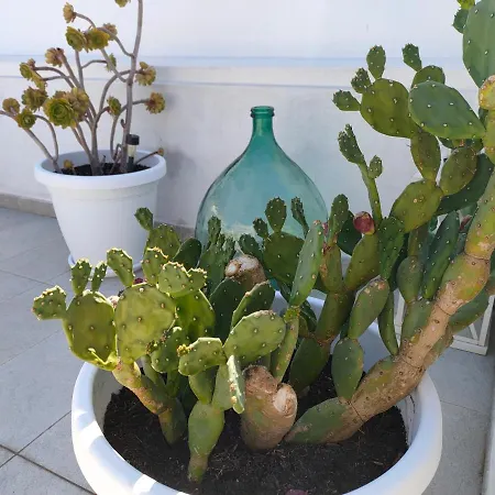Guest house Borgottocento Vieste